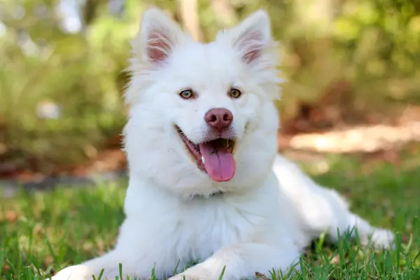 Raças de cachorro mais populares para famílias e apartamentos